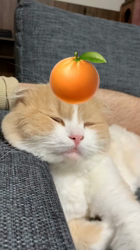 新井熟子ブリーダーからお迎えしたスコティッシュフォールド：たらおくん