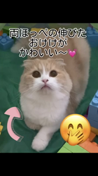 新井熟子ブリーダーからお迎えしたスコティッシュフォールド：たらおくん