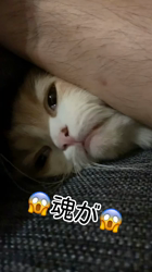 新井熟子ブリーダーからお迎えしたスコティッシュフォールド：たらおくん