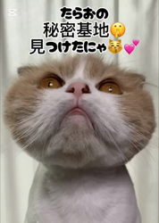 新井熟子ブリーダーからお迎えしたスコティッシュフォールド：たらおくん