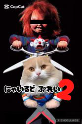 新井熟子ブリーダーからお迎えしたスコティッシュフォールド：たらおくん