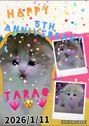 新井熟子ブリーダーからお迎えしたスコティッシュフォールド：たらおくん