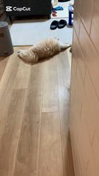 新井熟子ブリーダーからお迎えしたスコティッシュフォールド：たらおくん