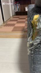 新井熟子ブリーダーからお迎えしたスコティッシュフォールド：たらおくん