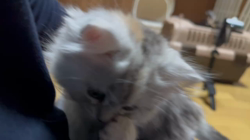 冨岡利枝ブリーダーからお迎えしたミヌエット：オレオちゃん