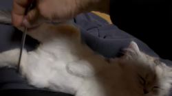 冨岡利枝ブリーダーからお迎えしたミヌエット：オレオちゃん