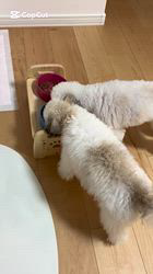 佐々木美智子ブリーダーからお迎えしたトイプードル：アロハくん