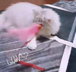 伊藤雄二ブリーダーからお迎えしたペルシャ：LUV♡ラヴちゃん