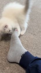 田中美代ブリーダーからお迎えしたラグドール：ノアちゃん