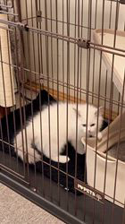 田中美代ブリーダーからお迎えしたラグドール：ノアちゃん