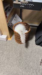 田中美代ブリーダーからお迎えしたラグドール：ノアちゃん