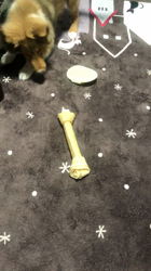 臼井祐子ブリーダーからお迎えしたシェットランドシープドッグ：ゼファーくん