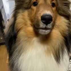 臼井祐子ブリーダーからお迎えしたシェットランドシープドッグ：ゼファーくん