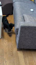 小澤奈穂子ブリーダーからお迎えしたチワックス(チワワ×ダックスフンド)：テトくん