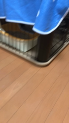 新井熟子ブリーダーからお迎えしたスコティッシュフォールド：のんちゃん