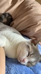 村井令枝ブリーダーからお迎えしたブリティッシュショートヘア：ししちゃん