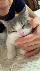 村井令枝ブリーダーからお迎えしたブリティッシュショートヘア：ししちゃん