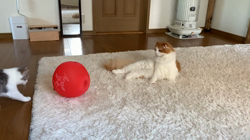 村井令枝ブリーダーからお迎えしたブリティッシュショートヘア：ししちゃん