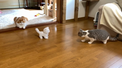 村井令枝ブリーダーからお迎えしたブリティッシュショートヘア：ししちゃん