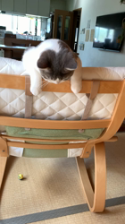 村井令枝ブリーダーからお迎えしたブリティッシュショートヘア：ししちゃん