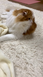 村井令枝ブリーダーからお迎えしたブリティッシュショートヘア：ししちゃん