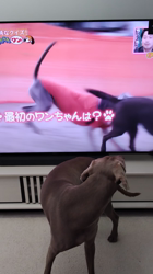 福井栄治ブリーダーからお迎えしたワイマラナー：ティアラちゃん