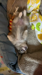 荒川美香ブリーダーからお迎えしたチワワ(ロング)：Mochaちゃん