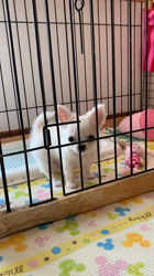 荒川美香ブリーダーからお迎えしたチワワ(ロング)：Mochaちゃん