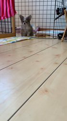 荒川美香ブリーダーからお迎えしたチワワ(ロング)：Mochaちゃん