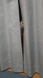 石口祐希ブリーダーからお迎えしたサバンナキャット：ティグレくん