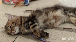 角谷敏広ブリーダーからお迎えしたミヌエット：ぷ−のすけくん