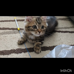 角谷敏広ブリーダーからお迎えしたミヌエット：ぷ−のすけくん