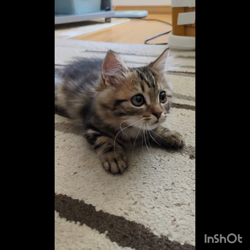 角谷敏広ブリーダーからお迎えしたミヌエット：ぷ−のすけくん