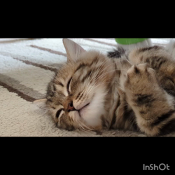 角谷敏広ブリーダーからお迎えしたミヌエット：ぷ−のすけくん