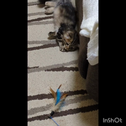 角谷敏広ブリーダーからお迎えしたミヌエット：ぷ−のすけくん