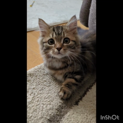 角谷敏広ブリーダーからお迎えしたミヌエット：ぷ−のすけくん