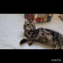 角谷敏広ブリーダーからお迎えしたミヌエット：ぷ−のすけくん