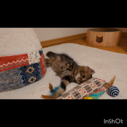 角谷敏広ブリーダーからお迎えしたミヌエット：ぷ−のすけくん