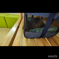 角谷敏広ブリーダーからお迎えしたミヌエット：ぷ−のすけくん