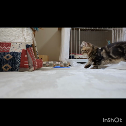 角谷敏広ブリーダーからお迎えしたミヌエット：ぷ−のすけくん