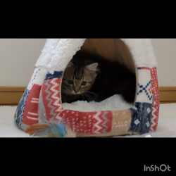 角谷敏広ブリーダーからお迎えしたミヌエット：ぷ−のすけくん