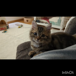 角谷敏広ブリーダーからお迎えしたミヌエット：ぷ−のすけくん