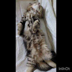 角谷敏広ブリーダーからお迎えしたミヌエット：ぷ−のすけくん