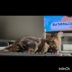 角谷敏広ブリーダーからお迎えしたミヌエット：ぷ−のすけくん