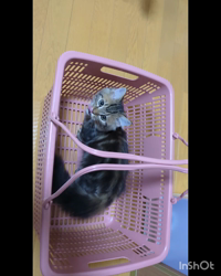 角谷敏広ブリーダーからお迎えしたミヌエット：ぷ−のすけくん