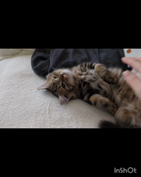 角谷敏広ブリーダーからお迎えしたミヌエット：ぷ−のすけくん