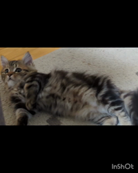 角谷敏広ブリーダーからお迎えしたミヌエット：ぷ−のすけくん