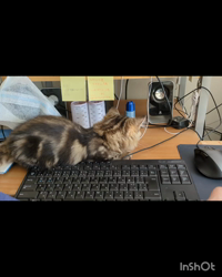 角谷敏広ブリーダーからお迎えしたミヌエット：ぷ−のすけくん