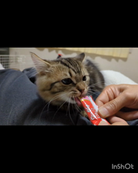 角谷敏広ブリーダーからお迎えしたミヌエット：ぷ−のすけくん