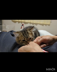 角谷敏広ブリーダーからお迎えしたミヌエット：ぷ−のすけくん